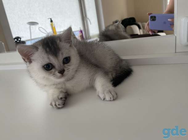 Шотландские кошечки, фотография 3
