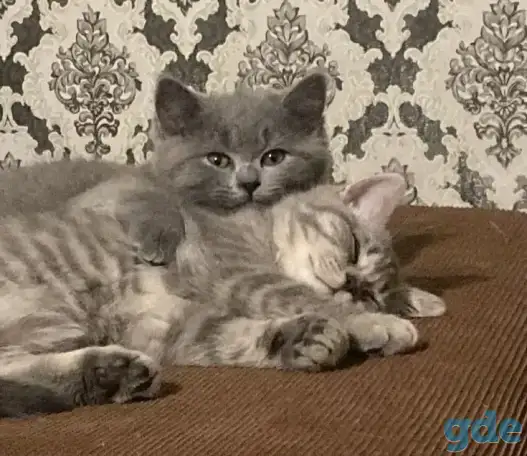Шотландские котята, фотография 1