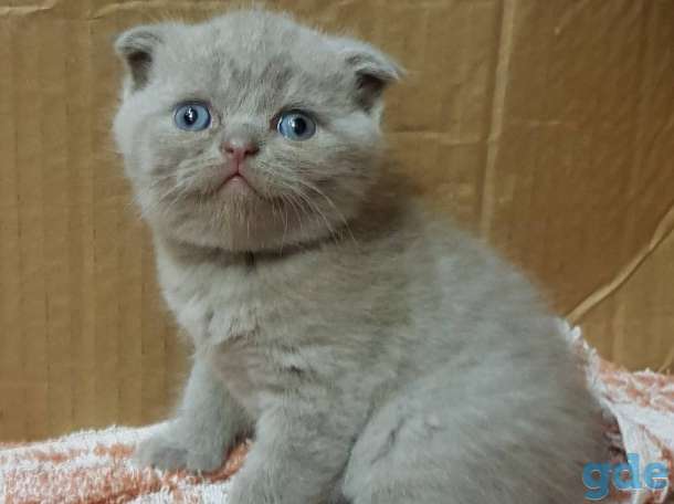 Шотландские котята, фотография 1