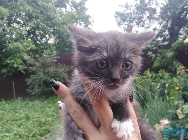 шотландские котята, фотография 4