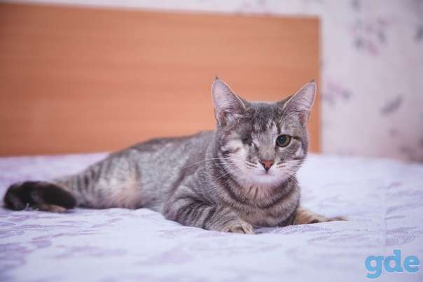 Кошечка ищет дом, фотография 1
