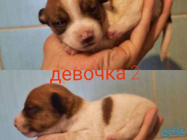 Щенки джек рассел терьера, фотография 2