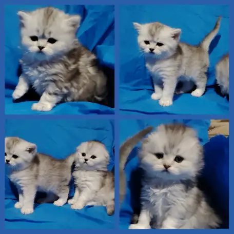 Котята шиншиллята шотландские., фотография 1