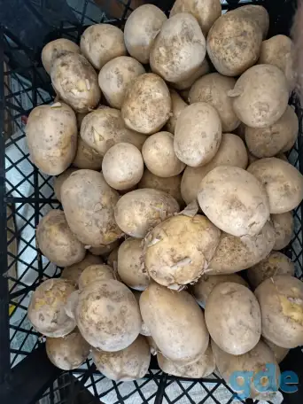 Продам картофель, фотография 1