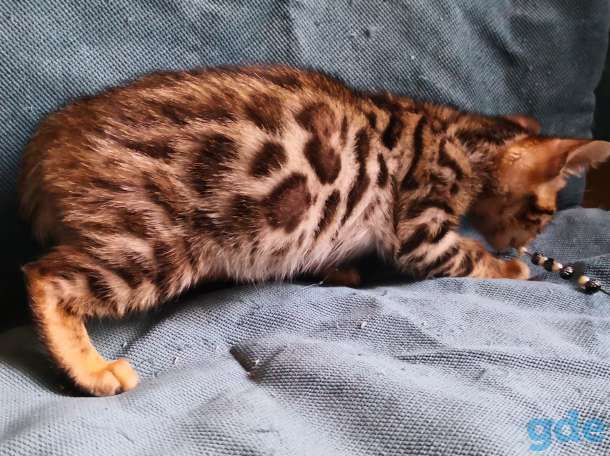 Бенгальские котята, фотография 6