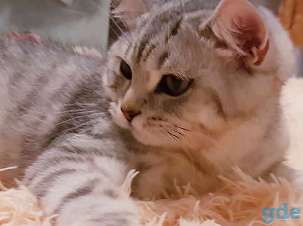 Шотландский котик с документами., фотография 2