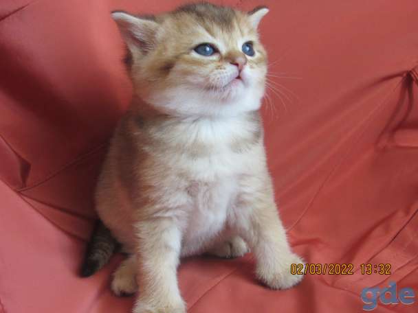 шотландские котята, фотография 11