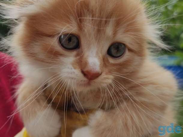 Котята, фотография 2
