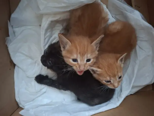 Котята в добрые руки, фотография 2