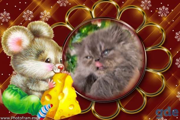 Персидские котята экстремального типа чистокровные персы., фотография 6