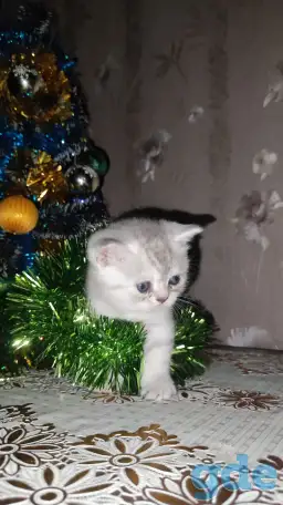 Шотландские чистокровные котята, фотография 6