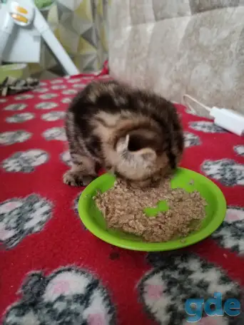 Шотландские котята, фотография 2