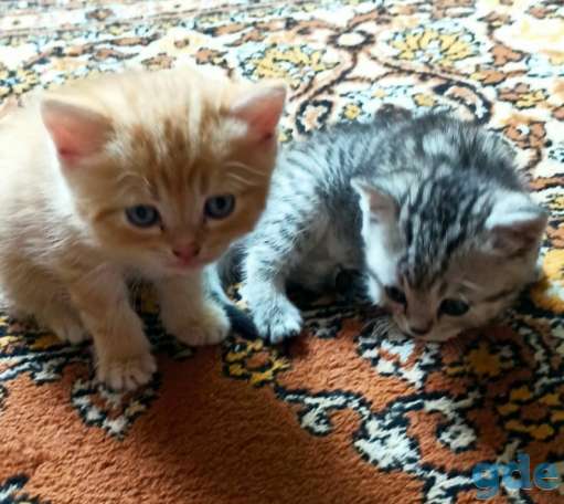 Продажа котят, фотография 2