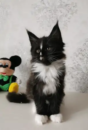 Котятa Мейн Куны из серцифицированного питомника, фотография 5