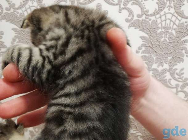 Шотландский вислоухий котенок, фотография 5