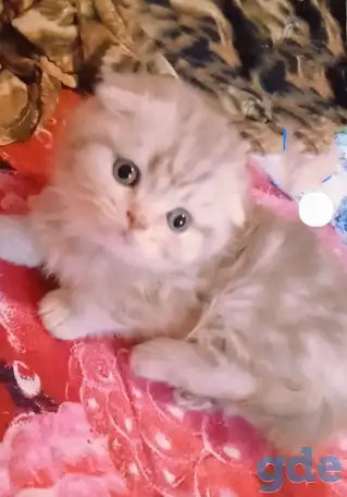 Шотландские вислоухие котята, фотография 10