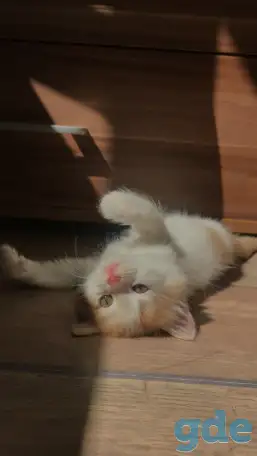 Молодая кошечка и котенок, фотография 1