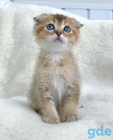 Шотландские котята ЗОЛОТАЯ ШИНШИЛЛА, фотография 9