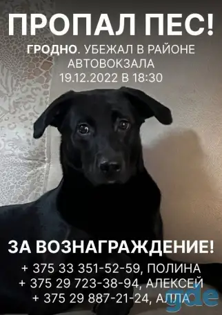 Пропала собака 19.12 в 18:00 ГРОДНО, может быть где угодно, фотография 1