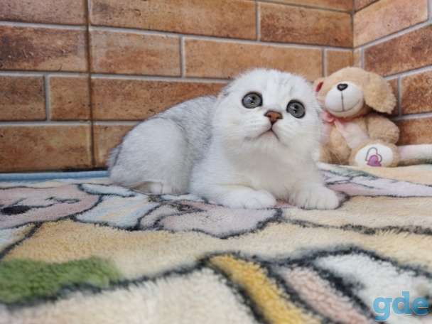 Шотландский котенок, фотография 3
