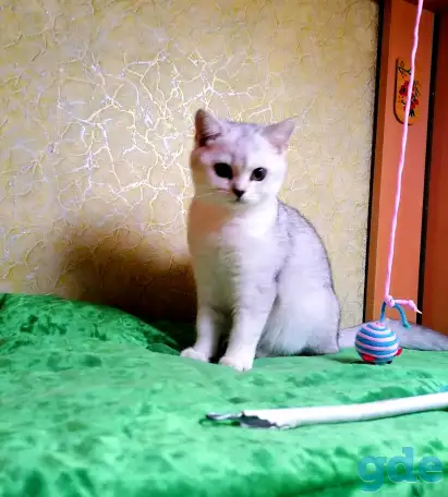 Британские котята, фотография 3