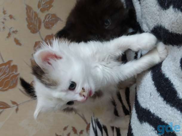 Котенок, фотография 2