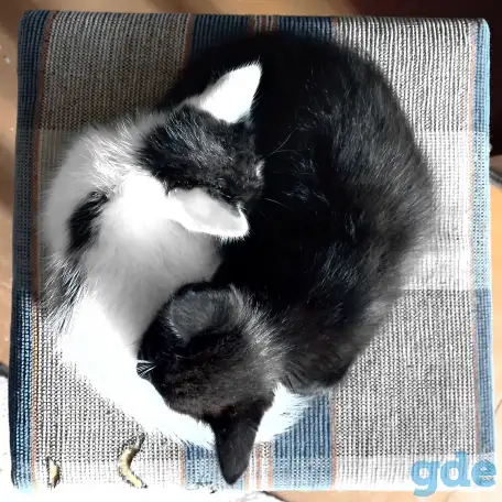 Котята, фотография 2