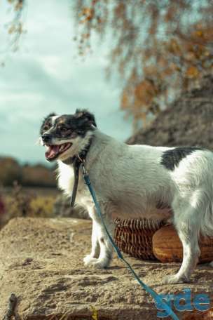 Собака ищет дом, фотография 2