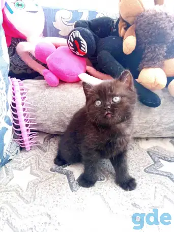 Шотландские котята, фотография 5