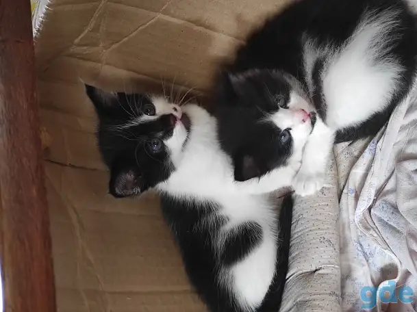 Котята (3 недели), фотография 8