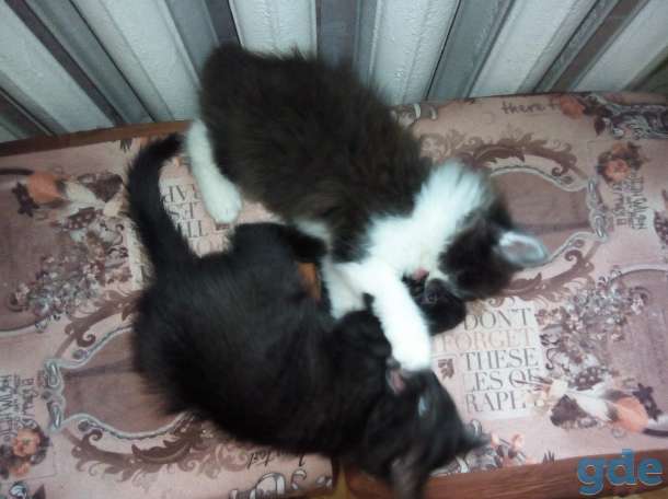 Котята в дар, фотография 4