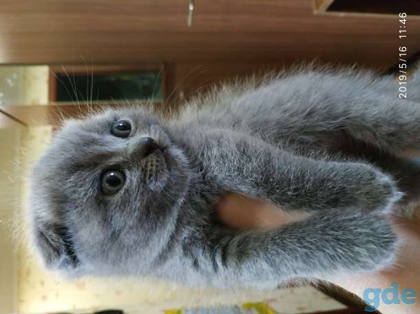 Британские котята, фотография 2