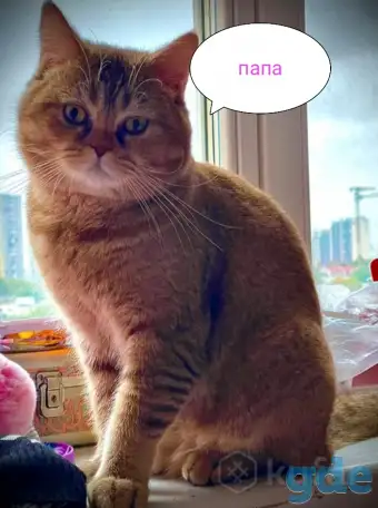 Шотландские вислоухие котята, фотография 12
