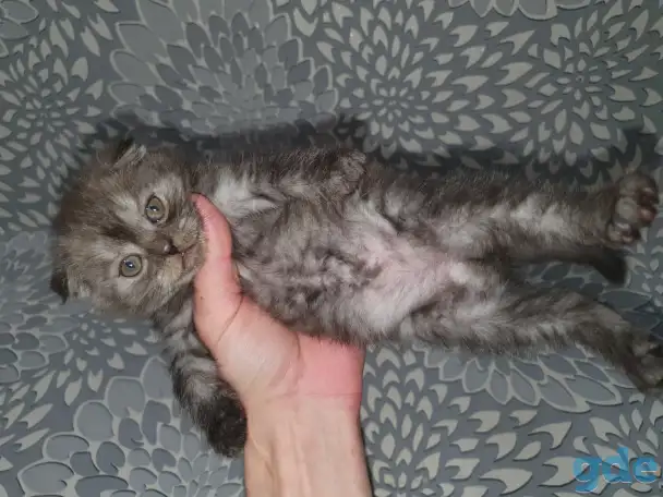 Продажа котят, фотография 6