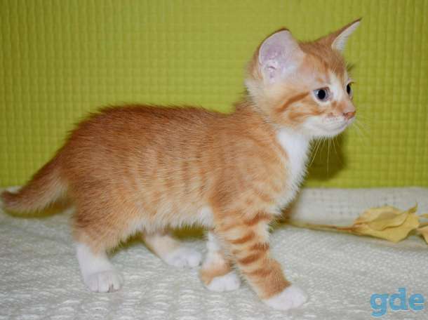 Красивейшие котята в дар!, фотография 6