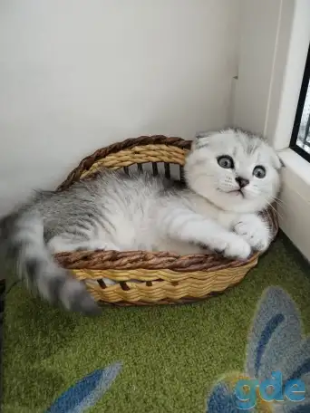 Скоттиш-страйт, шотландцы, фотография 1