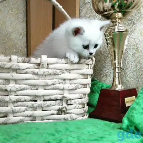Британские котята, фотография 3