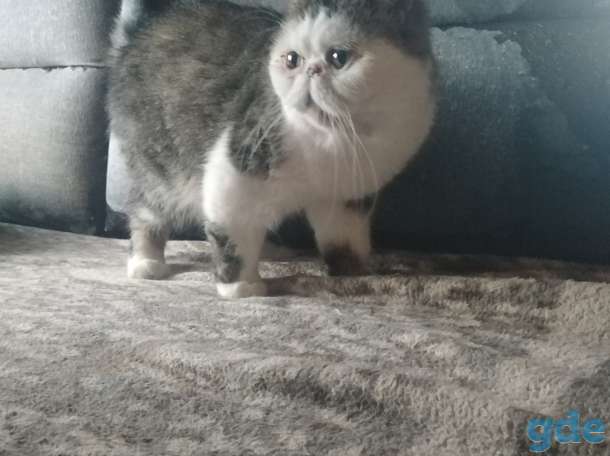 Кошка, фотография 1