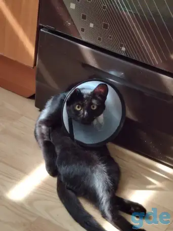 нужно пристроить котика, фотография 1