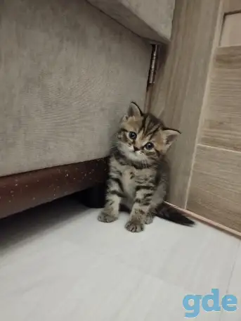 Шотландские котята, фотография 3
