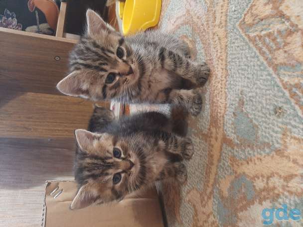 котята Шотландские гладкошёрстные, фотография 2