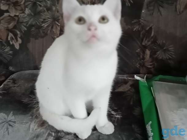 Отдам котят в хорошие руки., фотография 8