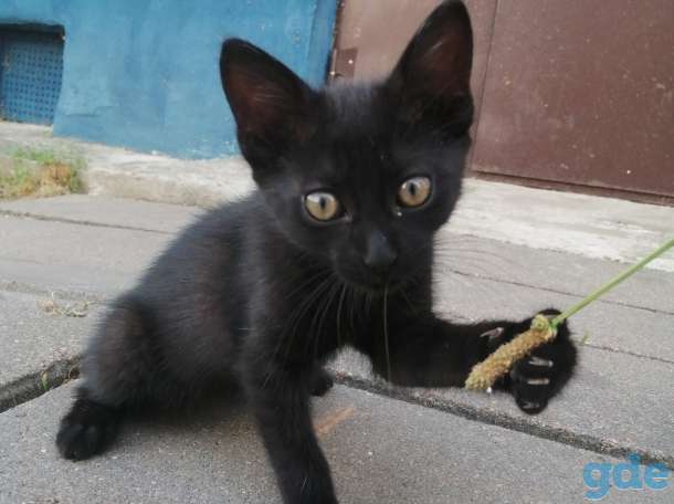 Котёнок в добрые руки, фотография 3
