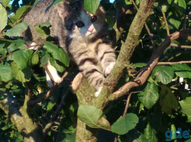Котята ищут дом, фотография 5