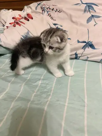 Шотландские котята, фотография 5
