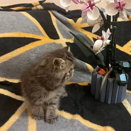 Котенок экзот, фотография 3