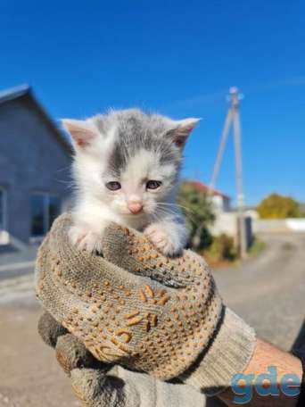 Котята ищут дом или передержку, фотография 3