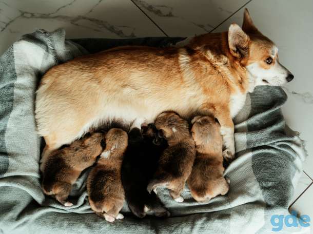 Вельш Корги Пемброк, фотография 3
