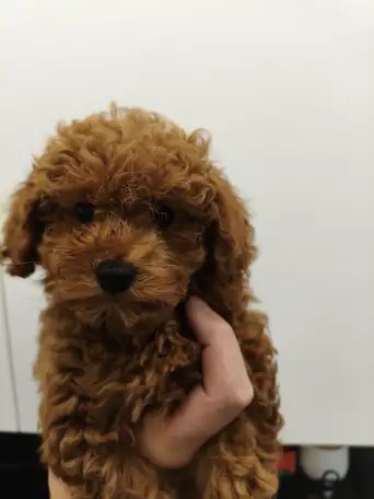 Той пуделя, фотография 1