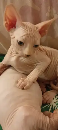 Котята канадского сфинкса, фотография 2